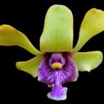 Dendrobium violaceoflavens