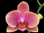 Double Spikes Phalaenopsis I-Hsin Twilight Star (3.5" pot) - Image 2