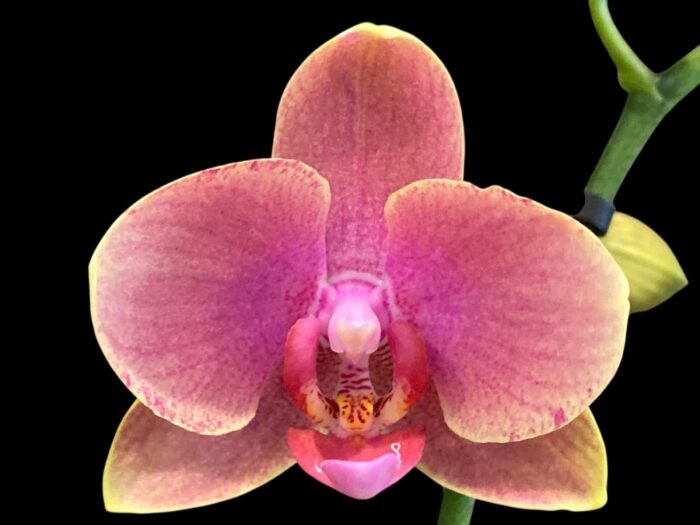 Double Spikes Phalaenopsis I-Hsin Twilight Star (3.5" pot) - Image 2