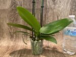 Double Spikes Phalaenopsis I-Hsin Twilight Star (3.5" pot) - Image 7