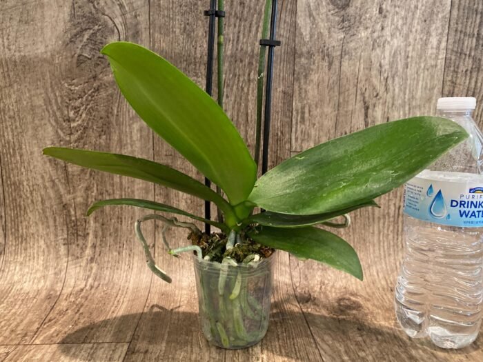 Double Spikes Phalaenopsis I-Hsin Twilight Star (3.5" pot) - Image 7