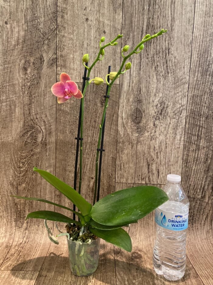 Double Spikes Phalaenopsis I-Hsin Twilight Star (3.5" pot) - Image 6