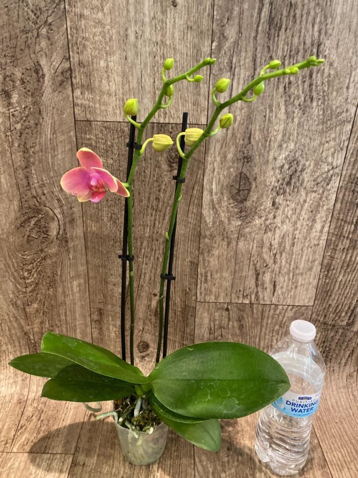 Double Spikes Phalaenopsis I-Hsin Twilight Star (3.5" pot) - Image 4