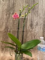 Double Spikes Phalaenopsis I-Hsin Twilight Star (3.5" pot) - Image 5