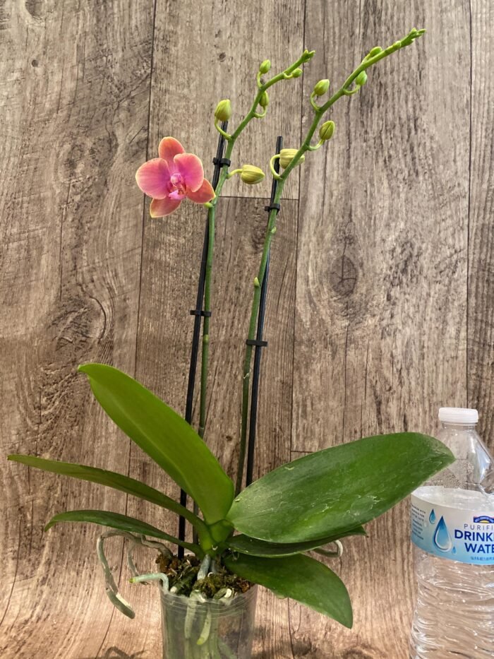 Double Spikes Phalaenopsis I-Hsin Twilight Star (3.5" pot) - Image 5