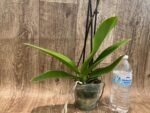 Double Multi-Spikes Phalaenopsis Pink Spider Large Flower (4.5" pot) - Image 8