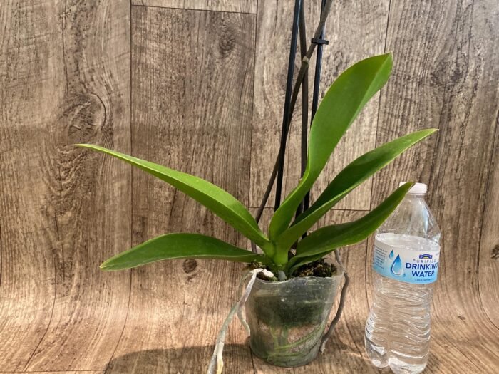 Double  Multi-Spikes Phalaenopsis Pink Spider Large Flower (4.5" pot) - Image 8