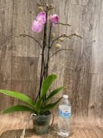 Double Multi-Spikes Phalaenopsis Pink Spider Large Flower (4.5" pot) - Image 6