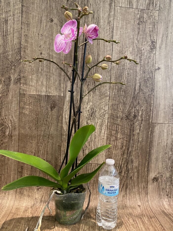 Double  Multi-Spikes Phalaenopsis Pink Spider Large Flower (4.5" pot) - Image 6