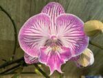 Double Multi-Spikes Phalaenopsis Pink Spider Large Flower (4.5" pot) - Image 3
