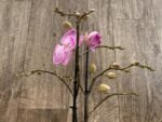Double Multi-Spikes Phalaenopsis Pink Spider Large Flower (4.5" pot) - Image 4