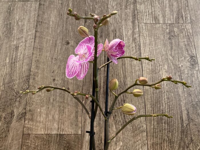 Double  Multi-Spikes Phalaenopsis Pink Spider Large Flower (4.5" pot) - Image 4