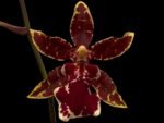 Odontocidium Wildcat ‘Bobcat’