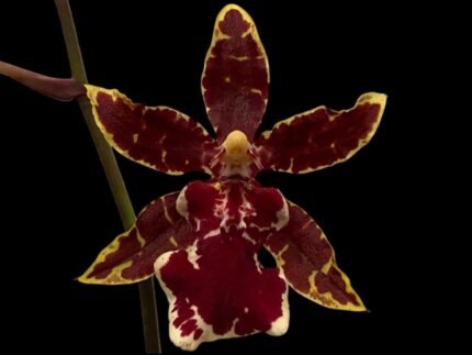 Odontocidium Wildcat ‘Bobcat’