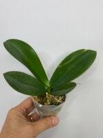 Phalaenopsis Miki Crown '16' SM/TOGA CRACKED LEAF (2.5" pot) - Image 4