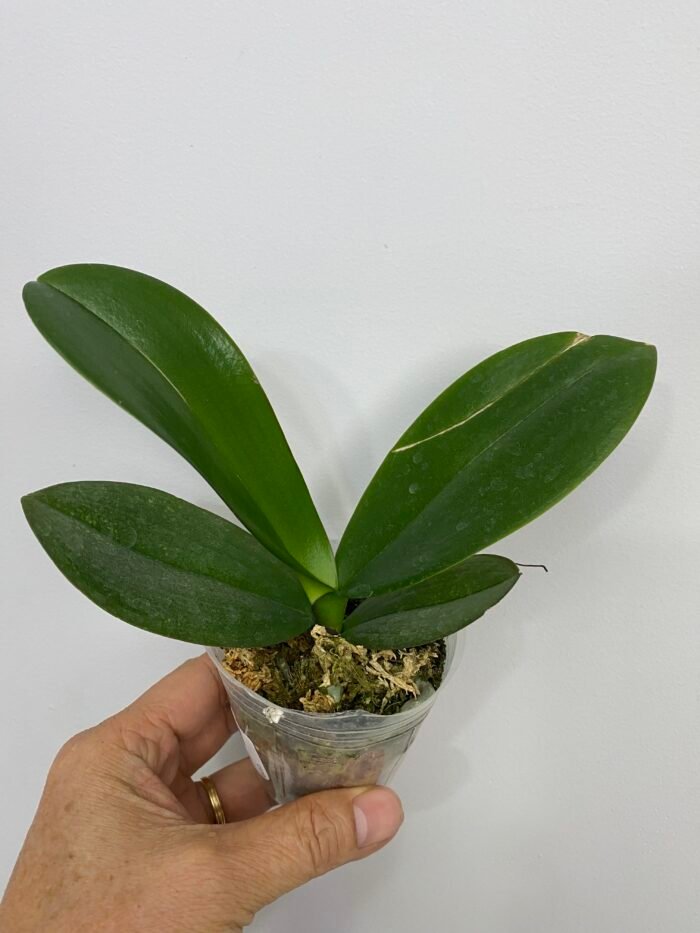 Phalaenopsis Miki Crown '16' SM/TOGA CRACKED LEAF (2.5" pot) - Image 4