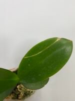 Phalaenopsis Miki Crown '16' SM/TOGA CRACKED LEAF (2.5" pot) - Image 3