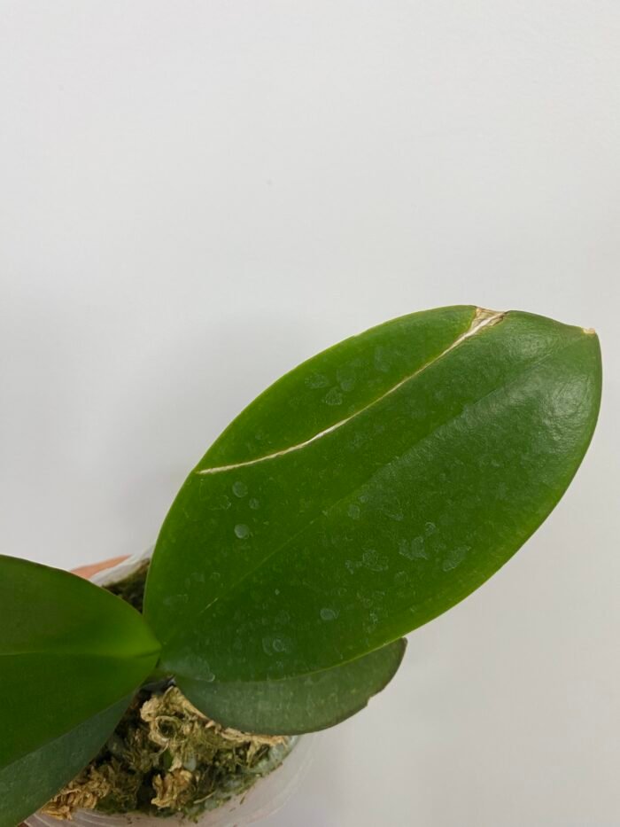 Phalaenopsis Miki Crown '16' SM/TOGA CRACKED LEAF (2.5" pot) - Image 3
