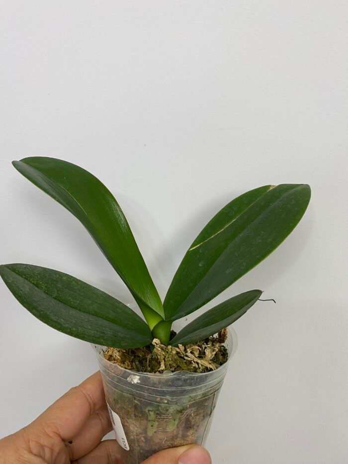 Phalaenopsis Miki Crown '16' SM/TOGA CRACKED LEAF (2.5" pot) - Image 2