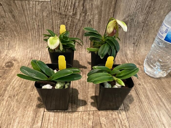 Paph. Hengduan’s Qin (helenae x villosum v. annamense)
