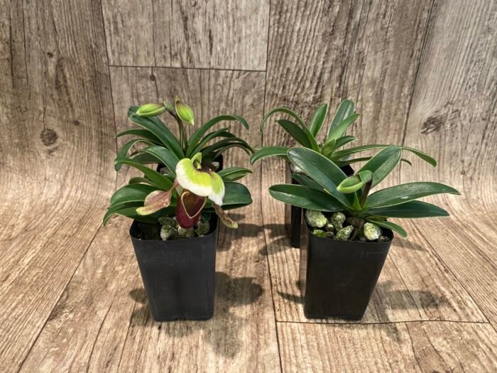 In Spike - Paph. Hengduan’s Qin (helenae x villosum v. annamense) (2" pot) - Image 4