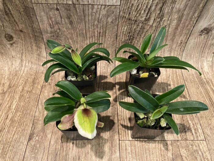 In Spike - Paph. Hengduan’s Qin (helenae x villosum v. annamense) (2" pot) - Image 5