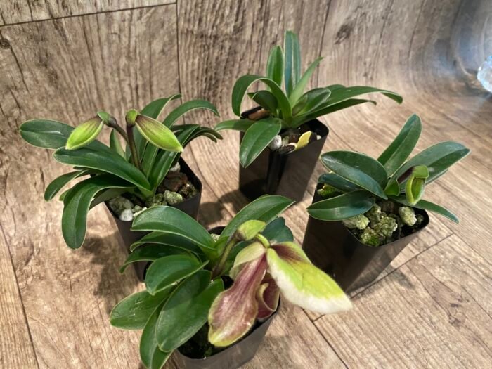 In Spike - Paph. Hengduan’s Qin (helenae x villosum v. annamense) (2" pot) - Image 6