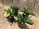 In Spike - Paph. Hengduan’s Qin (helenae x villosum v. annamense) (2" pot) - Image 7