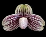 Paphiopedilum myanmaricum × sib
