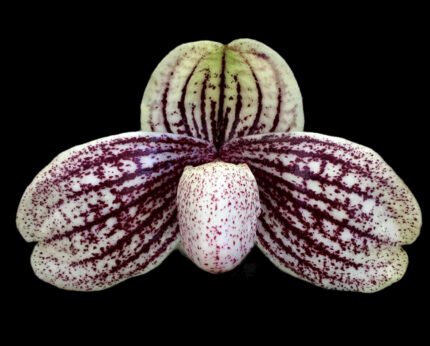 Paphiopedilum myanmaricum × sib