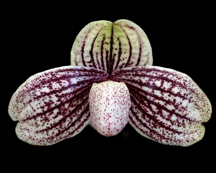 Paphiopedilum myanmaricum × sib