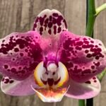 Phalaenopsis Dtps I-Hsin Fantastic World