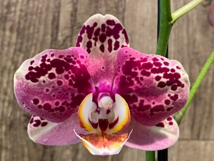 Phalaenopsis Dtps I-Hsin Fantastic World