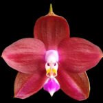 Phalaenopsis LD’s Bear King
