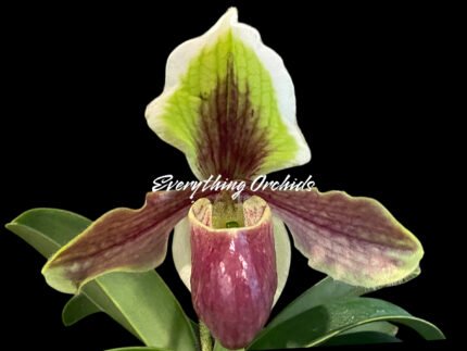 Paph. Hengduan’s Qin (helenae x villosum v. annamense)