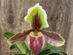 Paph. Hengduan’s Qin (helenae x villosum v. annamense)