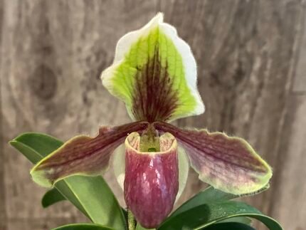 Paph. Hengduan’s Qin (helenae x villosum v. annamense)
