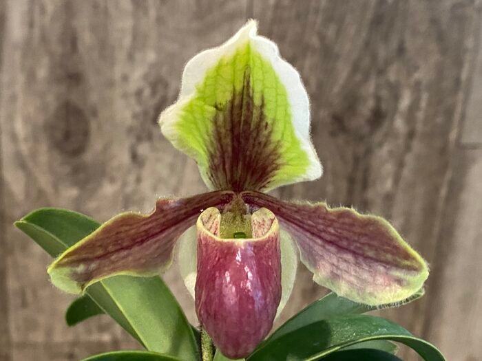 Paph. Hengduan’s Qin (helenae x villosum v. annamense)