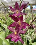 Beallara Marfitch ‘Howard’s Dream’ AM/AOS