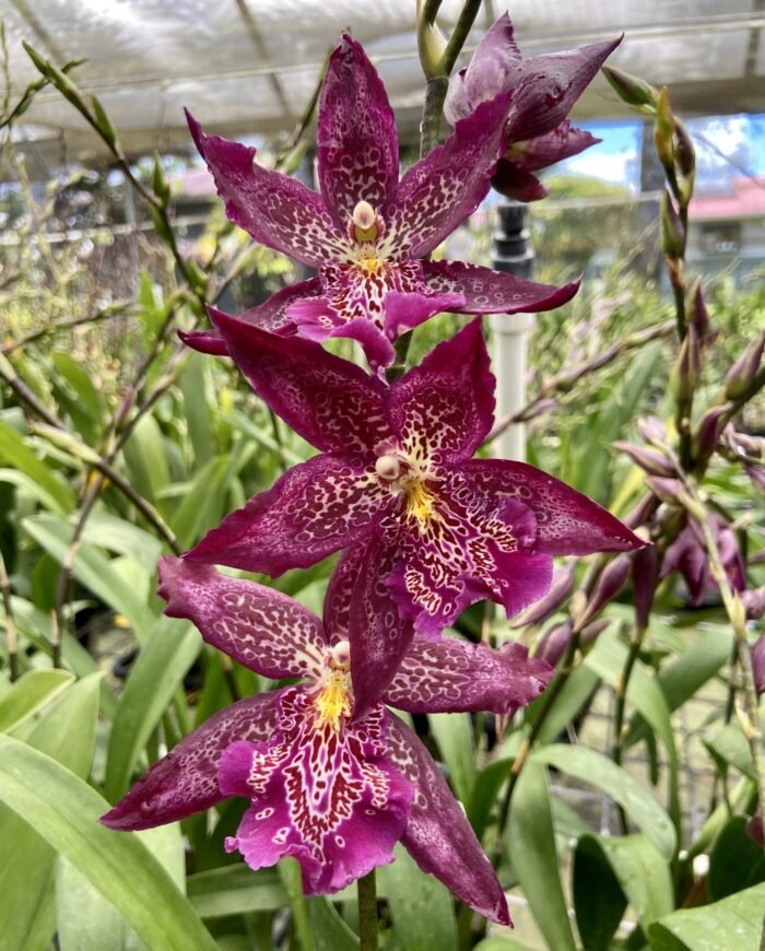Beallara Marfitch ‘Howard’s Dream’ AM/AOS