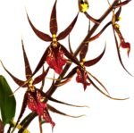 IN SPIKE DeGarmoara Pinot Princess 'Scary' (3.5" pot) - Image 2