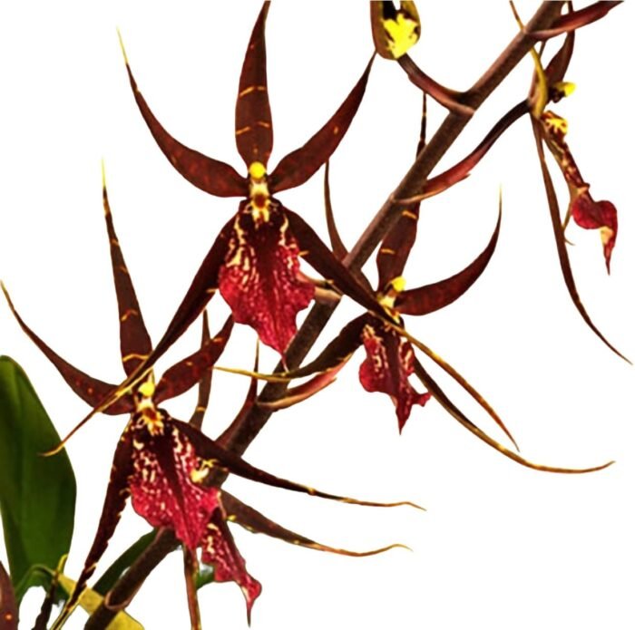 IN SPIKE DeGarmoara Pinot Princess 'Scary' (3.5" pot) - Image 2