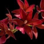 In Spikes Fragrant Cycnodes Wine Delight FCC/AOS (3.5  Pot)