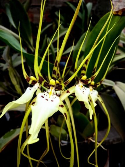 Brassia Aunty Diana Aki (Brs. caudata alba x Edvah Loo)