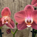 Rare Phalaenopsis Large I-Hsin Fantasist I Spike Peloric 1 Spike Normal Bloom