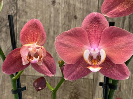 Rare Phalaenopsis Large I-Hsin Fantasist I Spike Peloric 1 Spike Normal Bloom