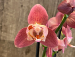Rare Phalaenopsis Large I-Hsin Fantasist I Spike Peloric 1 Spike Normal Bloom (4.5" pot) - Image 3
