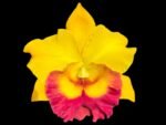 RIc. Chomthong Delight 'Smile Lip'