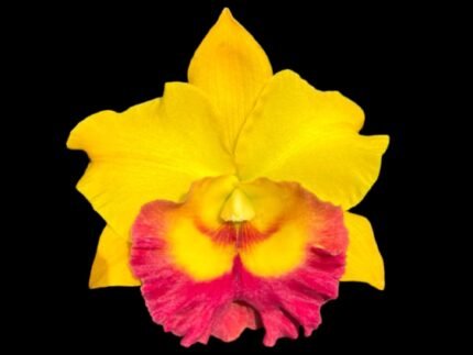 RIc. Chomthong Delight 'Smile Lip'