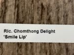 In Sheath RIc. Chomthong Delight 'Smile Lip' (5” pot) - Image 6